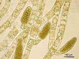 Feldmannia lebelii5